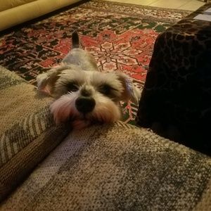 Meet your Posher, Audrey